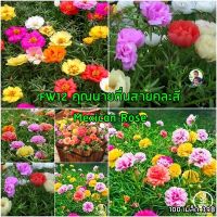 ออกดอกทั้งปี 5000 เมล็ด/ซอง เมล็ดดอก Portulaca กิ่งแพรเซี่ยงไฮ้คละสี (คุณนายตื่นสายคละสี) นร่มพืชบอนไซดอกไม้เมล็ดสวนบ้านสวนปลูกตกแต่ง ต้นไม้มงคล ต้นไม้ฟอกอากาศ