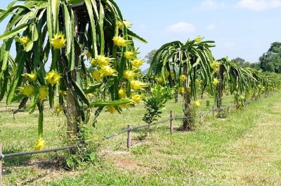 ขายส่ง 100 เมล็ด เมล็ดแก้วมังกรเหลืองอิสราเอล yellow Dragon Fruit From Israel แก้วมังกรสีเหลือง แก้วมังกร Dragon fruit ผลไม้ หายาก เกษตรยุคใหม่