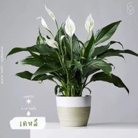 New Promotion ต้นเดหลี ไม้ฟอกอากาศ ไม้มงคล เดหลีแคระนำเข้า ดอกเยอะมาก (Peace Lily) สวยมากๆพุ่มแน่นๆกระถาง 5 นิ้วสูง 40ซม. ไม้มงคล ไม้ฟอกอากาศ