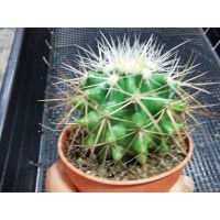 +โปรโมชั่นแรง D18 Echinocactus grusonii v alba ถังเงิน ราคาถูก ถังขยะ ถังขยะในรถยนต์ ถังขยะในครัว ถังขยะในห้องน้ำ ถังขยะมีฝา ถังขยะใบเล็ก