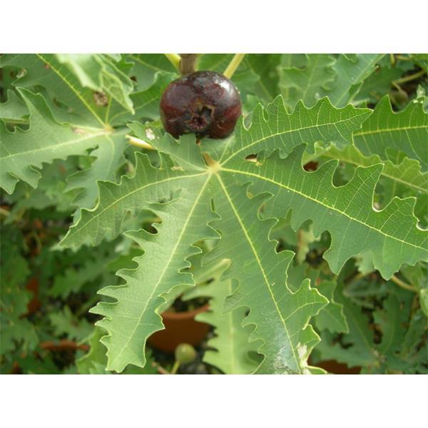 figs-ต้นมะเดื่อฝรั่ง-พันธุ์-ice-crystal-ไอซ์คริสตัล-อร่อย-หวาน-หอมมากๆ-ต้นสมบูรณ์มาก-รากแน่นๆ-จัดส่งพร้อมกระถาง-6-นิ้ว-ลำต้นสูง-45-50-ซม-ต้นไม้แข็งแรงทุกต้น-เรารับประกันจัดส่งห่ออย่างดี-จัดส่งสินค้าตา