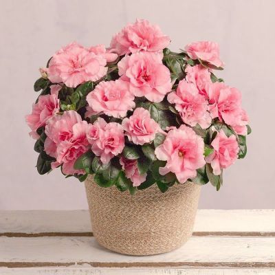 15 เมล็ดพันธุ์ Bonsai กุหลาบพันปี ต้นโรโดเดนดรอน Azalea Rhododendron flower Seed อัตราการงอกของเมล็ด 80-85%