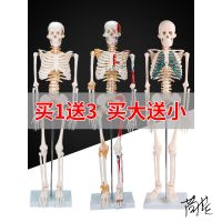 Human body structure model campus 85 cm skeleton skeleton removable spine specimen anatomic pavilion of TCM