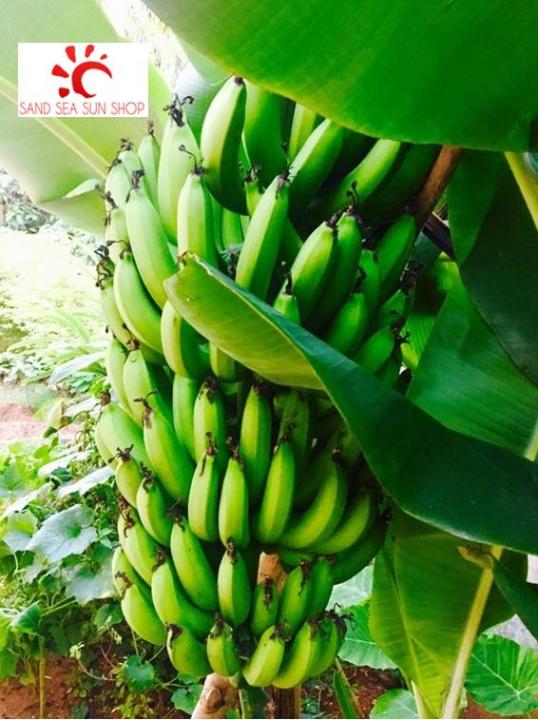 หน่อกล้วยหอมเขียว-พันธุ์เกษตร-ต้นเตี้ย-1-หน่อ-แถมฟรี-มูลไก่อัดเม็ด-1-kg