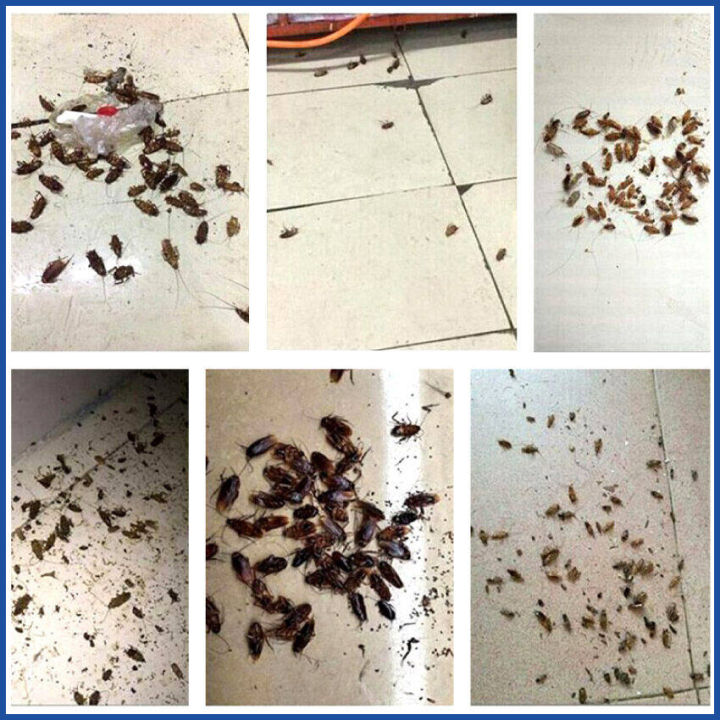 quebang-ยากำจัดแมลงสาบ-ตายหมดทั้งรัง-ยาฆ่าแมลงสาบ-ไร้พิษไร้กลิ่น-อัตราการฆ่า-มากถึง-100-เจลแมลงสาบ-ผลยานาน-24-เดือน-กำจัดแมลงสาบ-10ปีไม่มีแมลงสาบอีก-ที่ดักแมลงสาบ-ฆ่าแมลงสาบ-แมลงสาบ-กำจัด-ดักแมลงสาบ-เ