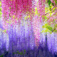 การผสมสี เมล็ดพันธุ์ ดอกวิสทีเรีย สีม่วง (สายพันธุ์เลื้อย) สวยงามดอกไม้ Wisteria 10pcs Wisteria Seeds and Trees Forest Seed Garden Climbing Plants Flowers and Plants Flowers Seeds ต้นไม