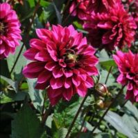 1 หัว/ออเดอร์ รักเร่ Dahlia Bulbs สายพันธุ์ Purple Haze หัวรักเร่ ดอกไม้ หัวหน่อ เหง้า นำเข้า เนเธอร์แลน หัวสดใหม่