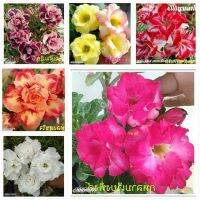 11 เมล็ด เมล็ดพันธุ์ Home Seed  ชวนชม สายพันธุ์ฮอลแลนด์ คละสี Adenium Seeds กุหลาบทะเลทราย Desert Rose ราชินีบอนไซ อัตรางอกสูง 80-90% มีคู่มือปลูก