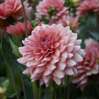 1 เหง้า/ชุุด รักเร่ Dahlia Bulb สายพันธุ์ Salmon Pink หัวรักเร่ ดอกไม้ หัวหน่อ นำเข้า เหง้า เนเธอร์แลน หัวสดใหม่