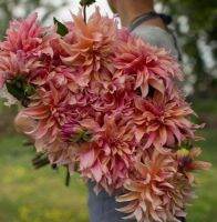 1 หัว/ออเดอร์ รักเร่ Dahlia Bulb สายพันธุ์ Labyrinth หัวรักเร่ ดอกไม้ หัวหน่อ เหง้า นำเข้า เนเธอร์แลน หัวสดใหม่