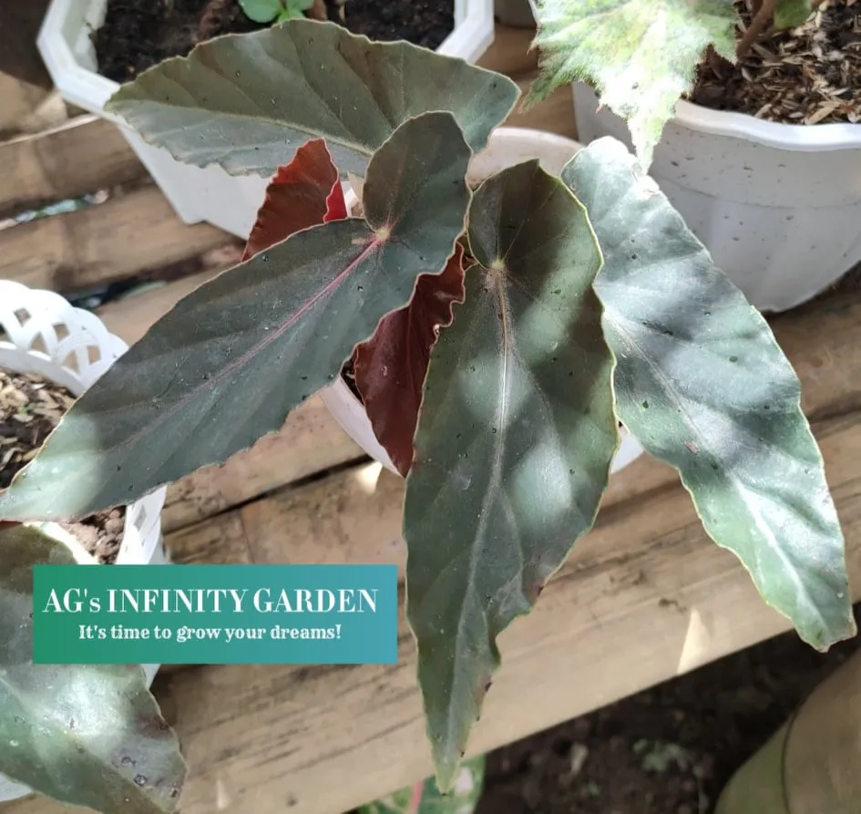 Begonia Plant 