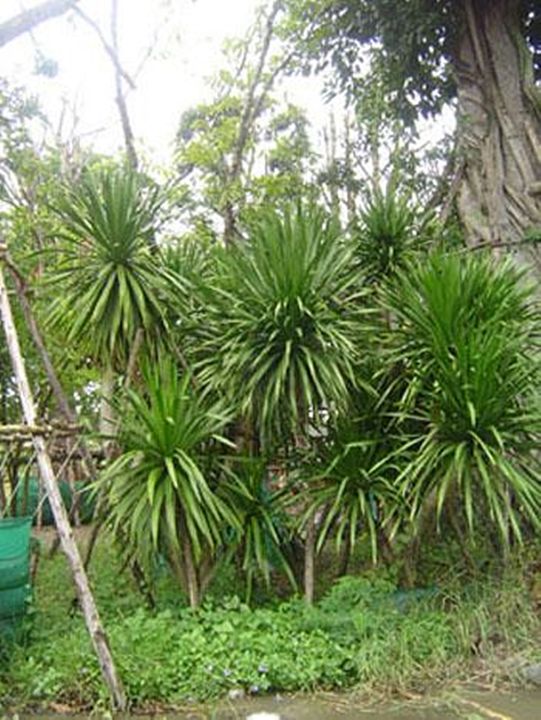 ขายส่ง-100-เมล็ด-เมล็ดจันผา-dracaena-cochinchinensis-จันทร์ผา-จันทร์แดง-ลักกะจันทน์-จันผาด่าง-ปาล์มประดับ-ไม้แปลกหายาก-ไม้ขุดล้อม-ไม้จัดสวน