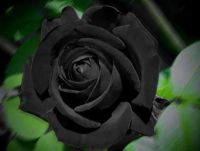 30 เมล็ด เมล็ดพันธุ์ กุหลาบดำ Black Rose Seed ดอกใหญ่ นำเข้าจากต่างประเทศ พร้อมคู่มือ เมล็ดใหม่