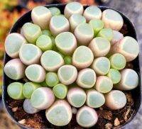 50 เมล็ดพันธุ์ เมล็ด ซักคิวเลนต์ หรือ ไม้อวบน้ำ กระบองเพชร เฟเนสตราเรีย (Fenestraria) Succulent seed. อัตราการงอกสูง 80-85%