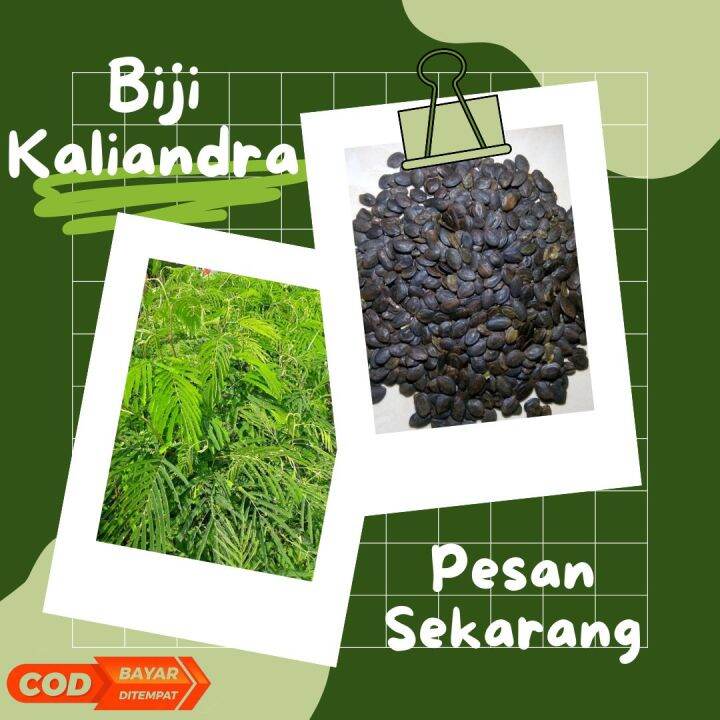 BIJI KALIANDRA PAKAN TERNAK | KALIANDRA MERAH | Lazada Indonesia