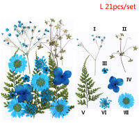 Shao 24pcs กดดอกไม้ผสมแห้งดอกไม้ DIY Art Floral decors Collection ของขวัญ