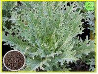 เคลรัสเซียสีขาว - White Russian Kale