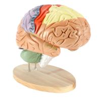 สมองมนุษย์หลอดเลือดสมองแบบจำลองกายวิภาคศาสตร์ถอดออกได้อุปกรณ์การสอนแบบจำลองสมอง