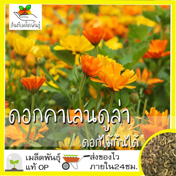 My Image 5