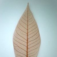 โครงใบไม้ ใบยาง สี่ Light Brown (Standard Rubber Skeleton Leaves)
