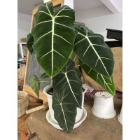 Woww สุดคุ้ม ฟรายเด๊กซ์ ฟรายเด๊ก ฟายเด๊กซ์ Alocasia Frydek อโลคาเซีย ฟายเด๊ก กระถาง 6" ราคาโปร พรรณ ไม้ น้ำ พรรณ ไม้ ทุก ชนิด พรรณ ไม้ น้ำ สวยงาม พรรณ ไม้ มงคล