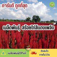 ถูกที่สุด เมล็ดพันธุ์ หงอนไก่สีแดงเพลิง