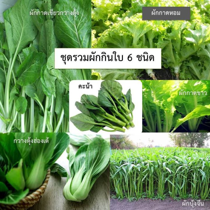 mini-vegetable-set-ชุดเมล็ดผักกินใบ-6-ชนิด-ซื้อ-10-แถม-1-ทันที