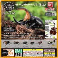 แผนที่ทางชีววิทยาขนาดใหญ่ของ Dynastes Satanas Augosoma Centaurus โมเดลเคลื่อนไหว GACHA TOYS ใหม่ในสต็อก