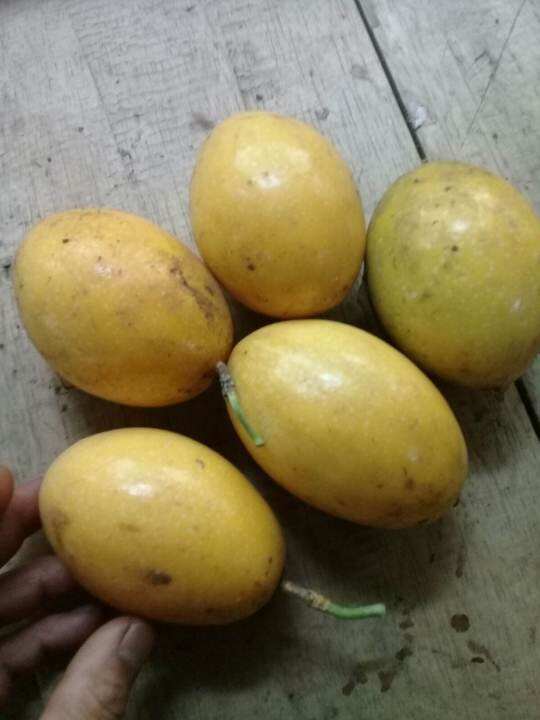 Buah Markisa Kuning Matang Di Pohon 1kg Lazada Indonesia