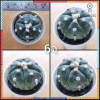 มาใหม่ ขาว สวย สุด มีแถม พิเศษ !!! แคคตัส แอสโตร ทรงดี ไร้หนาม คัดเฉพาะคุณ astrophytum (ส่งทั้งกระถาง) สินค้ามีจำนวนจำกัด