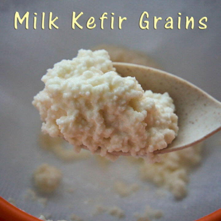 Fresh Active Milk Kefir Grains For Making Probiotic Drinks at Home