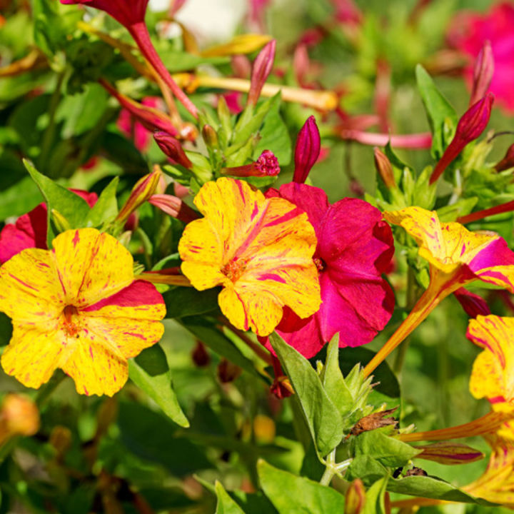 เมล็ดพันธุ์ดอกบานเย็น-คละสี-20เมล็ด-ต้นบานเย็นหลากสี-mirabilis-jalapa