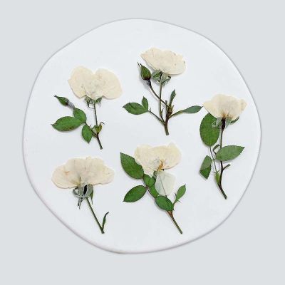 5 7CM/12PCS White Press Rose Dry Flower Resin CharmNatural Small Pressed Roses Flowers Branch DIY For Resin JewelleryDrip Glue
