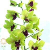 30 เมล็ดพันธุ์ เมล็ดกล้วยไม้ กล้วยไม้สกุลหวาย (Dendrobium) Orchid flower seeds อัตราการงอก 80-85%