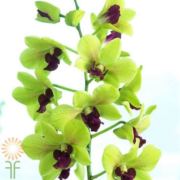 30-เมล็ดพันธุ์-เมล็ดกล้วยไม้-กล้วยไม้สกุลหวาย-dendrobium-orchid-flower-seeds-อัตราการงอก-80-85