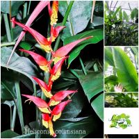 ?ต้นเฮลิโคเนีย Heliconia Collinsiana ไม้ยักษ์ ไม้คลุมดิน ไม้กระถาง แต่งสวน?