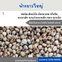 ฟ่างขาวใหญ่  (แบ่งขาย 200-500G.) อาหารนกแก้วขนาดเล็ก-กลาง ทุกชนิด