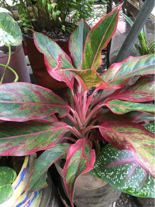 AGLAONEMA VARIETY RED ORANGE SIAM, PINK BUTTERFLY, YELLOW DONA CARMEN ...