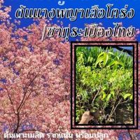 1 ต้น ต้นนางพญาเสือโคร่ง หรือซากุระเมืองไทย ดอกสีชมพู ?ต้นแข็งแรง ต้นเพาะเมล็ด พร้อมปลูก มีประกันสินค้าระหว่างจัดส่ง