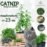 Promotion ต้นแมว ออร์แกนิค Organic Catnip และต้นสมุนไพรออร์แกนิค กว่า 23 ชนิด and Organic Herbs 23 varieties กระถาง 4 นิ้ว พร้อมส่ง พรรณ ไม้ น้ำ พรรณ ไม้ ทุก ชนิด พรรณ ไม้ น้ำ สวยงาม พรรณ ไม้ มงคล