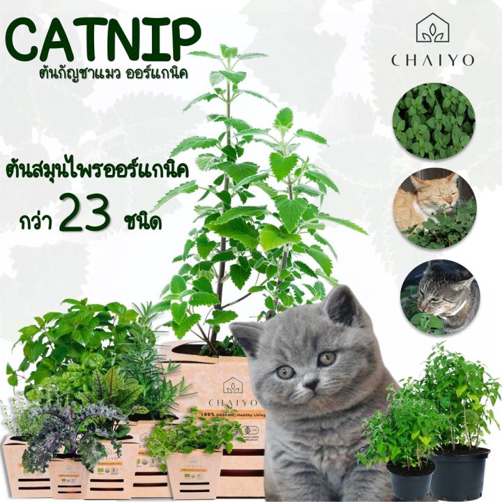 pro-โปรแน่น-ต้นแมว-ออร์แกนิค-organic-catnip-และต้นสมุนไพรออร์แกนิค-กว่า-23-ชนิด-and-organic-herbs-23-varieties-กระถาง-4-นิ้ว-ราคาสุดคุ้ม-พรรณ-ไม้-น้ำ-พรรณ-ไม้-ทุก-ชนิด-พรรณ-ไม้-น้ำ-สวยงาม-พรรณ-ไม้-มงค