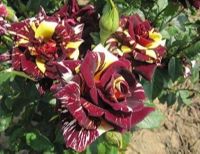 30 เมล็ด เมล็ดพันธุ์ กุหลาบ สตาร์แอนด์สไตร้พส์ Tiger Striped Rose seed สี แดง-เหลือง ดอกใหญ่ นำเข้าจากต่างประเทศ พร้อมคู่มือ เมล็ดสด ใหม่