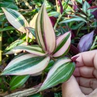 ก้ามปูหลุดไตรคัลเลอร์ ด่างชมพู(Tradescantia Tricolor)สีสันต์สวยงามน่าสะสม ชอบแดดรำไร ปลูกเป็นไม้เลื้อยคลุมดิน ไม้ประดับแขวน  จัดส่งแบบชุด10กิ่ง