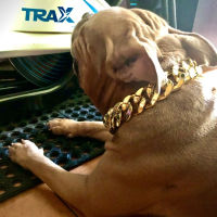 【Dream】Oversized Pet Collar Labrador Retriever French Bulldog Golden Retriever สร้อยคอพลาสติก Daikin Chain Non-Leash อุปกรณ์เสริม