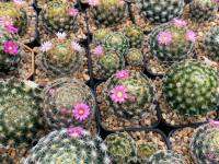 แมมขนนกเหลือง  (Mammillaria schiedeana) แมมขนนก แมมขนนกไม้เมล็ด ลุ้นสีดอก แคคตัสราคาถูก