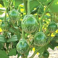 เมล็ดมะเขือเปราะหยดน้ำ eggplant ปลูกง่ายโตไว [ไม่ใช่พืช! เป็นเมล็ดพันธุ์] [คลังสินค้าจุด][ขายตรงจากโรงงาน][ของแท้อย่างเป็นทางการ][โปรโมชั่นลดราคา][50 เมล็ดพันธุ์][เมล็ดผลไม้][เมล็ดพันธุ์ผัก][อร่อยจัง][ปลอดภัย][คลังสินค้าจุด][ผลผลิต89%][ความดีงาม]