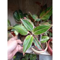 Home Decor Aglaonema Red Siam เมล็ด