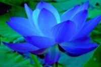 เมล็ดบัวสีน้ำเงิน (Blue Waterlily)  5 เมล็ด Flower Seeds