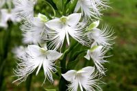 20 เมล็ดกล้วยไม้ Japanese Radiata Seeds White Egret Orchid Seeds กล้วยไม้นกกระยางขาว อัตราการงอก 80-85%