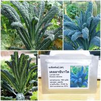 เมล็ดพันธุ์ เคลลาชินาโต (Lacinato Kale Seed) 400 เมล็ด คุณภาพดี ราคาถูก ของแท้